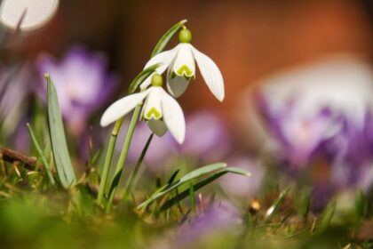 Capu primaverii in Maramures
